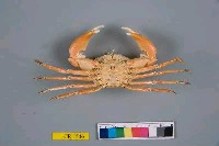 紅斑斗蟹藏品圖，第2張